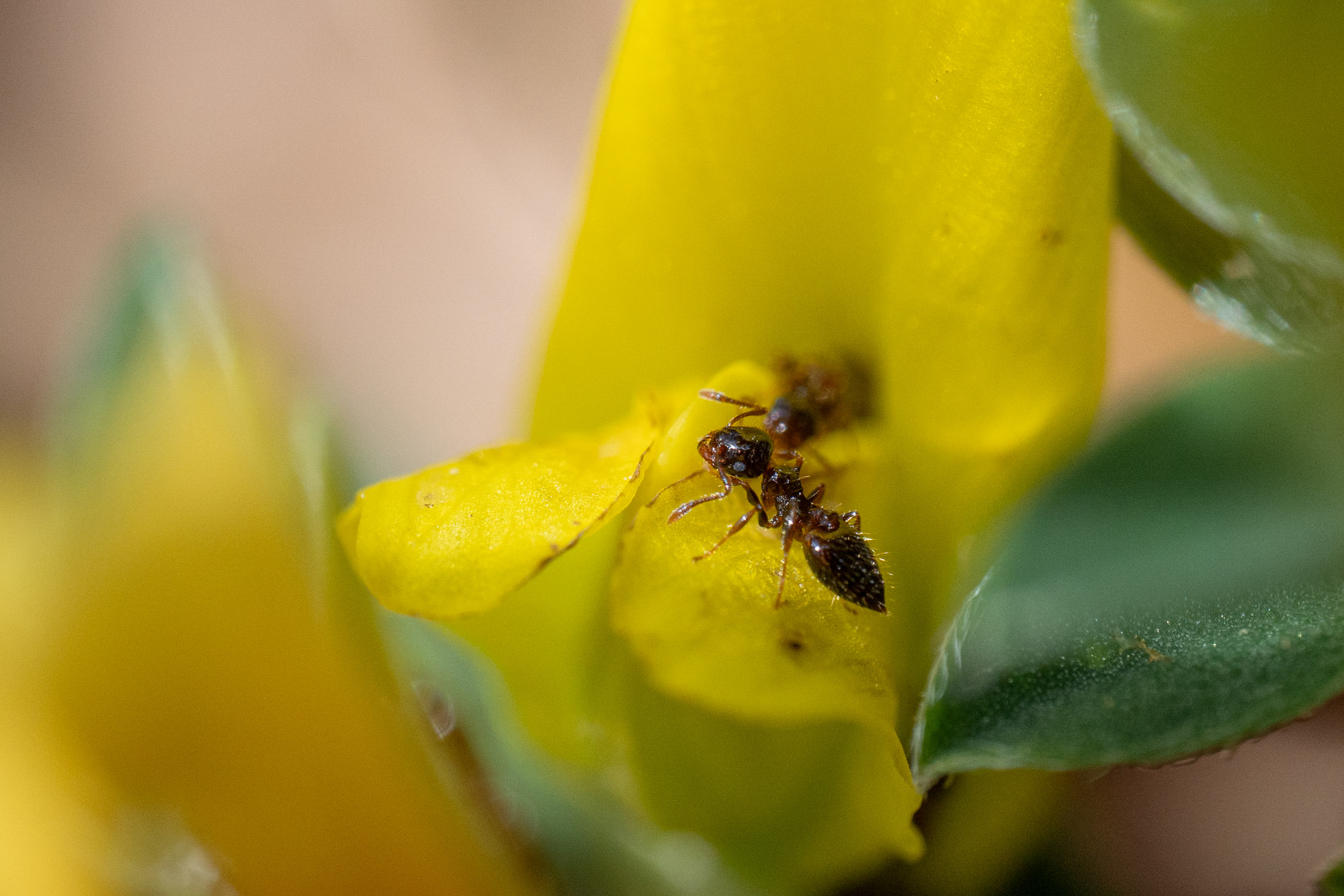 Crematogaster sordidula